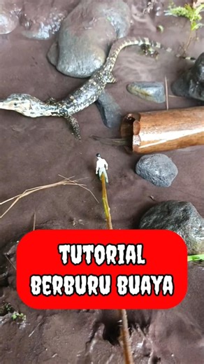 channa limbata,channa limbata jumbo limbata gondrong - IKAN CHANNA #shorts #channa #limbata #viral