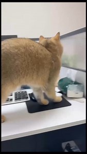 8.4K reactions · 187 shares | Uwuw . . . . #kucinglucu #kucing #memes #pov #kucingindonesia #meme #memepage #fypage #cat #fyp #mk #catlover #memeongmu | Kucinglucu | Facebook