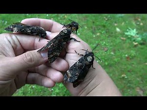 SQUEAKY Deathshead Hawkmoths (Acherontia atropos) SOUND