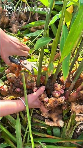 ASMR Uprooting and Harvesting Ginger at Dawn | Early Morning Freshness #asmr #asmragriculture