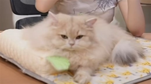 小小加班第四天了！宝宝的班味溢出屏幕了！上午就开始犯困