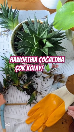 Haworthia Çoğaltma | Yavru Ayırma Çok Kolay! 🌵✂️