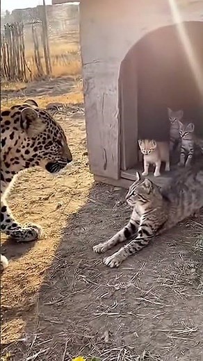 leopard vs cat 😺🐈