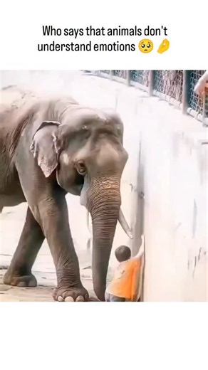 TrendTok Hub on Instagram: "- The instagram reel purportedly showing an elephant rescuing a child from a pit in a zoo enclosure, but it is actually AI-generated, as confirmed by a 99.9% aggregate score from an AI detection tool, despite being shared as a real incident. - Elephants are known for their empathy, with scientific studies, such as those by National Geographic, demonstrating their ability to understand and respond to emotions, which adds a layer of credibility to the scenario depicted,