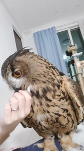 4.7K views · 223 reactions | Brilliant shape beautiful bird owl  #owl #owls #birds #owlsofinstagram #nature #bird #owllover #art #wildlife #owlstagram #owllovers #birdsofinstagram #owllove #owlobsession #naturephotography #wildlifephotography #owlart #birdphotography #animals #photography #owltattoo #barnowl #handmade #birdsofprey #owlphotography #owleyes #eule #best #owlsome #love | Smart Skills | Facebook