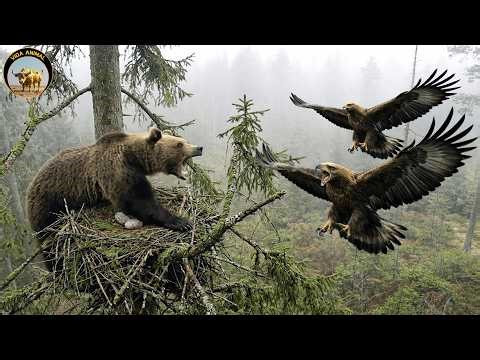 Águila Madre vs Oso Gigante – La Batalla Sin Piedad por Proteger sus Huevos |Documental Vida Salvaje