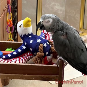 19K views · 1.6K reactions | Einstein the Talking Parrot gets into...