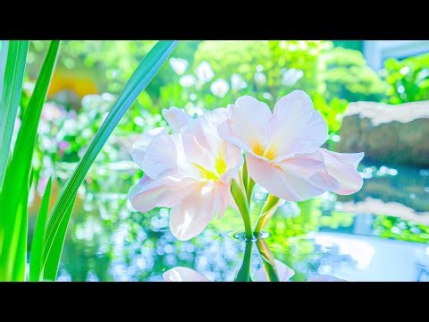 Soft Music Soothes The Nervous System 🌻 Quickly go to the peace, Heal Anxiety