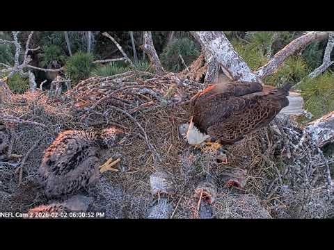 Bald Eagle - NEFL Cam 2 02.02.2026 17:53
