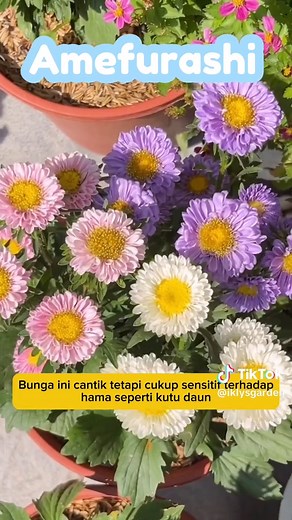 Bunga Aster: Simbol Kebijaksanaan untuk September