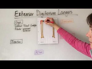 Extensor Digitorum Longus Muscle Anatomy
