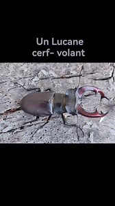 le Lucane cerf-volant se concentre principalement en forêt. Il se nourrit du suc transpirant des plaies des arbres. L'habitat du Lucane cerf-volant est principalement les vieux troncs d'arbres malades et les souches. L'entretien régulier des forêts menace de fait la survie de cet animal qui est d'ailleurs aujourd'hui en voie de disparition et dument protégé. 🌿 | Je vous emmène en Alsace