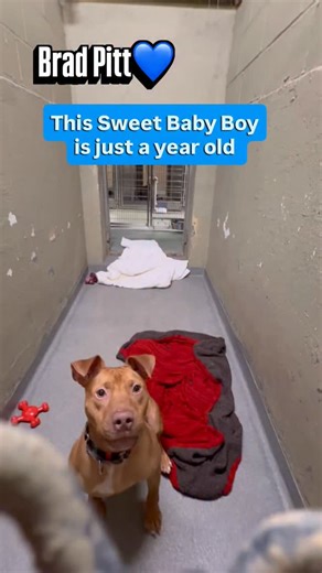 He’s Been Waiting His Whole Life for a Chance… Brad Pitt 💙 Brad Pitt 💙 has been waiting at the shelter since last December. He came in as a puppy who had spent his early days chained up outside, never knowing love or kindness. When he first arrived, he was so shy—unsure of people and the world around him. But every day, Brad 💙 grows a little more confident, showing everyone just how special he truly is. Still, he waits and waits in his kennel… Hoping today is the day someone will stop, notice