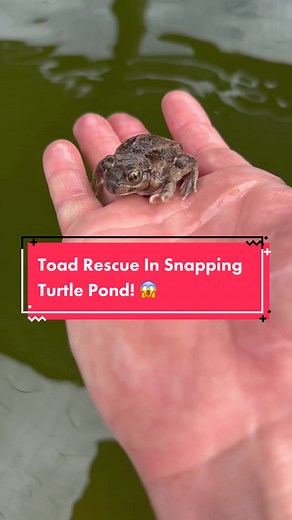 Rescuing A Toad Trapped In Snapping Turtle Pool! 😱