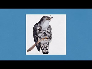 Cosmo Sheldrake - Cuckoo Song (Lyrics)