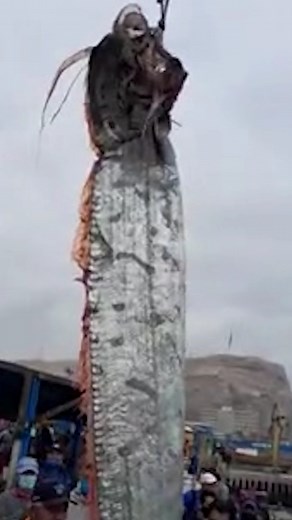 Now, that is one long fish 🐟 | Metro