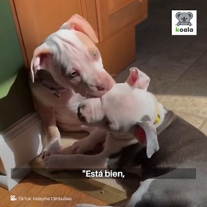 140K views · 5.4K reactions | Desde que nacieron estos dos hermanos no se despegaban. Ambos juegan todo el tiempo juntos y llenan de felicidad a su familia. | Koala | Facebook