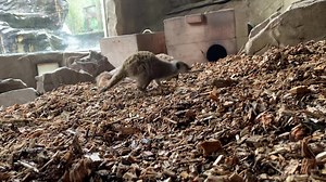 75 reactions · 5 comments | Bark chip digging! Our mob of Meerkats got some lovely new indoor substrate to dig in. We were kindly donated some bark chips from some local tree surgeons and our meerkats are loving it #localsupportinglocal #treesurgeon #barkchip #meerkat #meerkatsofinstagram | Exmoor Zoo | Facebook