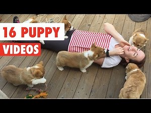 16 Funny Puppy Videos Compilation 2016