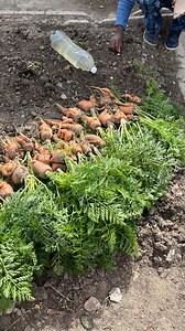 3.5K reactions · 28 shares | Lesson learned from my garden back home...