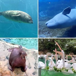 Chimelong Ocean Kingdom is the world's largest ocean theme park and features one of the largest aquariums in the world. Located in Zhuhai, Guangdong Province, it was the 10th most visited theme park in the world in 2018. Among its attractions are the amazing marine animal shows and a wide range of amusements rides. #FunChina #Reform40 | China Plus America
