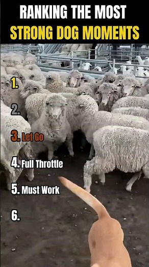 RANKING THE MOST STRONG DOG MOMENTS 💪🐶 | Ready to see real power?