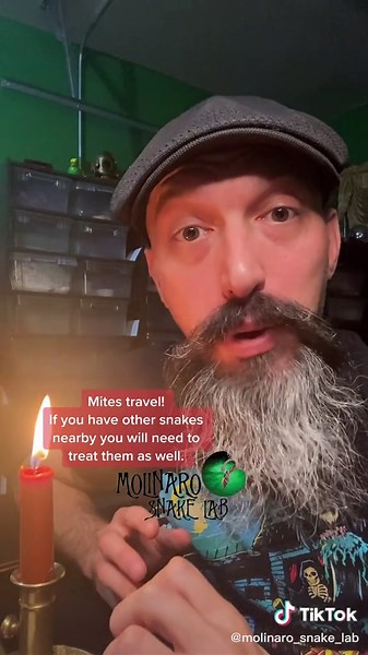 Effective Ways to Get Rid of Snake Mites Permanently