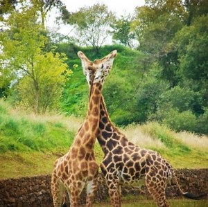 Giraffe Information, Characteristics and Types ▷➡️ Postposmo