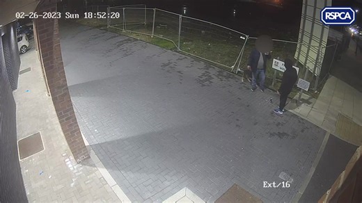 ‼️ RSPCA Appeal ‼️ | Grimsby, Lincs: man filmed kicking a dog, sending her rolling across the ground. The incident was captured on CCTV outside the YMCA on Freeman Street in Grimsby at 6.45pm on Sunday, February 26. A man wearing dark clothing and black and white trainers is seen smoking with another person and a shepherd-type dog who is sat beside them, off her lead. The dog wanders away before being followed by the man, who kicks her hard in the chest, lifting her off her feet and into a fence
