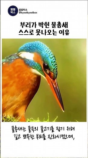 부리가 낀 새의 비밀 #물총새 #Kingfisher #새 #Bird #자연 #야생동물 #Wildlife #생태계