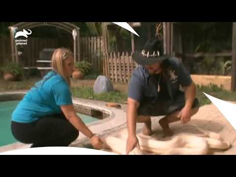 Jimmy Riffle Guides Snake Health Check | Gator Boys S2 E3 | Animal Planet India
