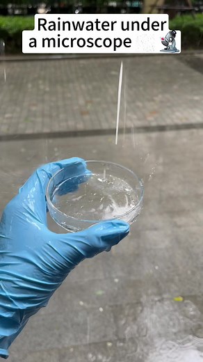Exploring Rainwater at 400x Magnification!