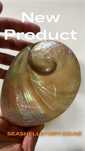 ✨ New Arrival! Australian Abalone Shell – Sooooo Stunning! 🐚