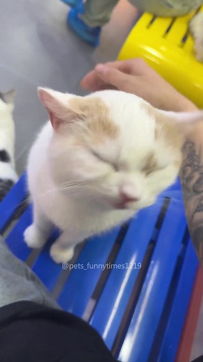 Cat Sneezing Compilation | Funny Cat Videos