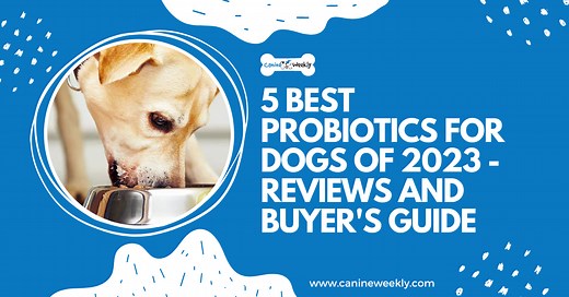 5 Best Probiotics for Dogs [2025 Reviews] | Canine Weekly