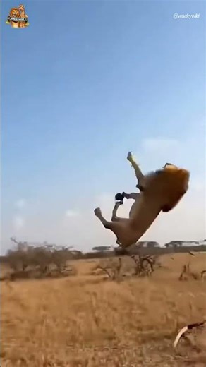 새끼 상가소를 위협하던 사자, 700kg 성체의 돌진에 날아가다 Lion Threatens Calf, Launched by a 700kg Charge #lion #caw