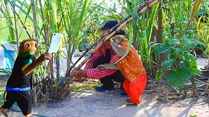 3.1K views · 69 reactions | Two Farmers Cutting Sugarcane, Best SokYaa Help Mother _ Eat Delicious | Amazing TV | Facebook