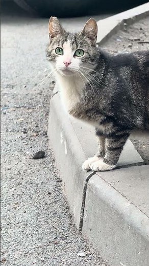 [4K HDR] Beautiful lilac tabby street cat #cat #streetcats