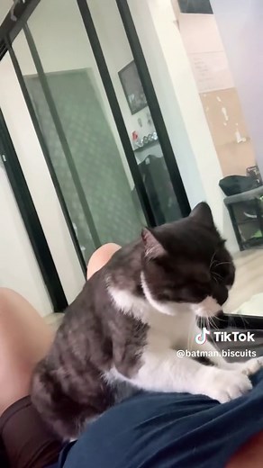 batman.biscuits on TikTok