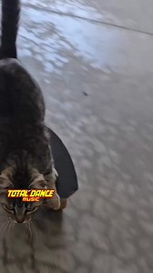 Pensa num gato esperto 🎹🎵😸 | Total Dance Music