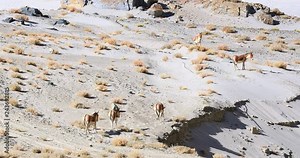 Fauna and indigenous animals of Ladakh, north India. Kiangs or Kyangs travel in group in high altitude desert of Himalaya highlands