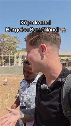 Köpa kamel i Hargeisa - Upptäck Somaliland!
