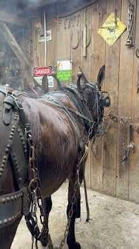 Mules in training wet collar pads make good mules