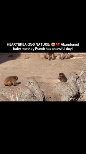 He just wants to fit in. 🧱🕊️ Punch was abandoned by his mother at birth and uses this plush toy as his only source of comfort. 🐵🧸 Today was a tough one at the Ichikawa Zoo as the older macaques were aggressive toward him during his integration. Seeing him hug his 'toy mom' after the attack is absolutely gut-wrenching. Hang in there, Punch! 👇 DM for credit/removal #PunchTheMonkey #AnimalNature #Heartbreaking #ZooLife #VVHDaily