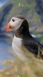 56 reactions · 3 comments | NEW: Paint a Puffin Tutorial! Jean...