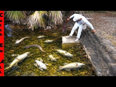 RECORD BREAKING COLD 2026 Fish Death TOLL (Part 2) INSANE NUMBERS!