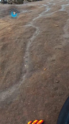 The Dangers of Gill Nets in Namibian Waters