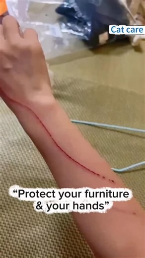 Mainecoon Lovers on Instagram: "Gently files claws while your cat plays 🎁😻"