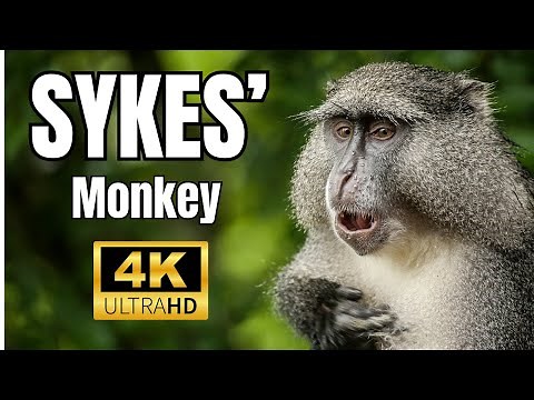 Elusive Samango Monkeys Monkeys Forage in South African Treetops 🌿🐒