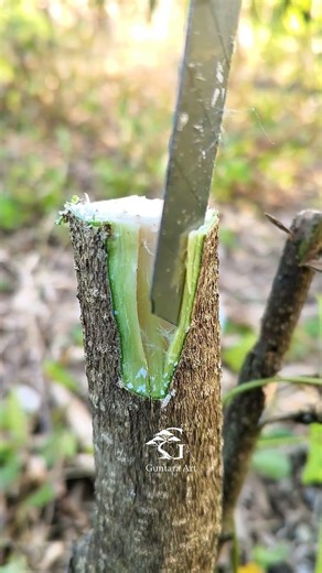 Grafting technique. #bonsaitree #airlayering #grafting #propagation #satisfying